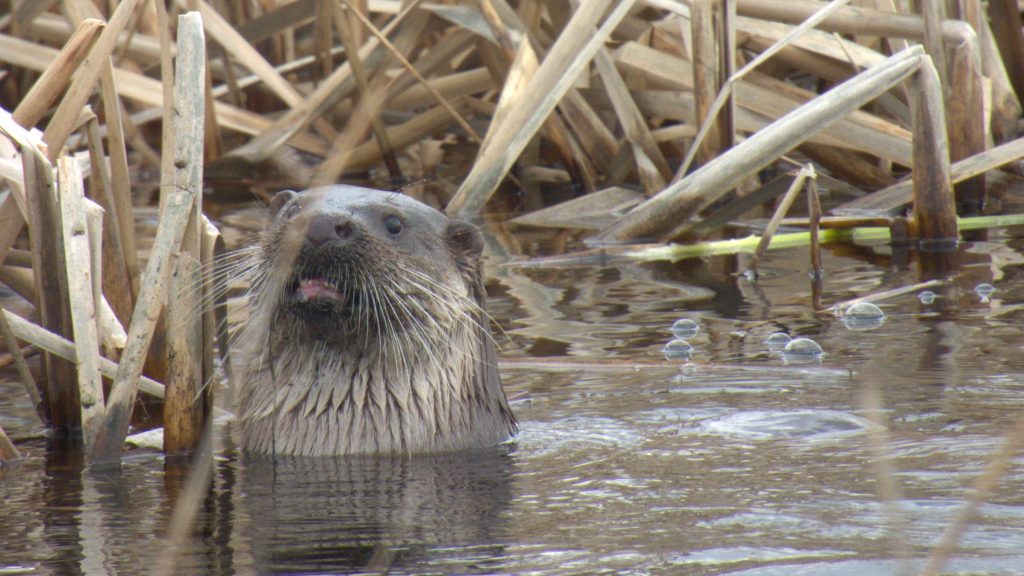 A picture of an otter