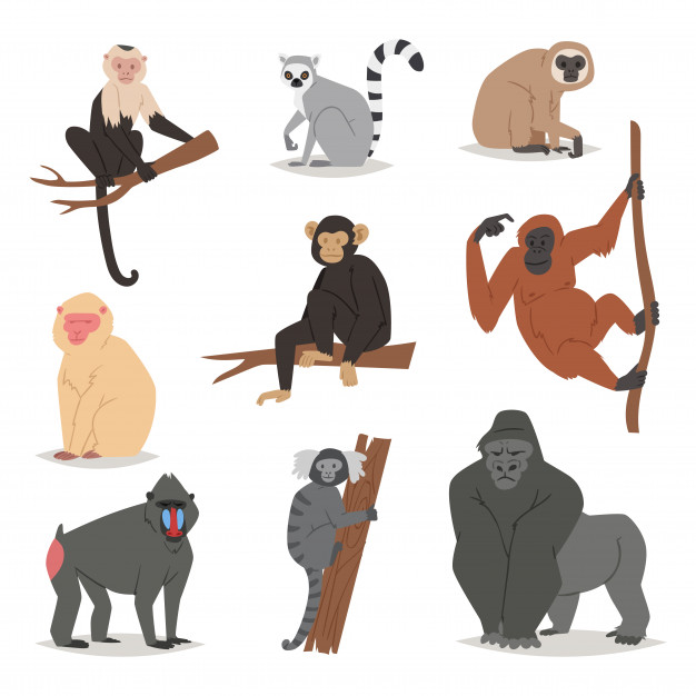 9 cartoon primate species